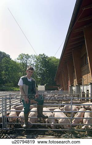 Stock Photo - Farmer in front of his pigs. Fotosearch