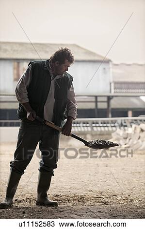 farmer shoveling animal feed View Large Photo Image Stock Image - farmer shoveling animal feed. Fotosearch