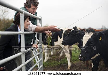 farmer showing business woman cows View Large Photo Image Stock Photo - farmer showing business woman cows. Fotosearch