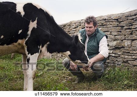 farmer with cow View Large Photo Image Stock Photo - farmer with cow. Fotosearch