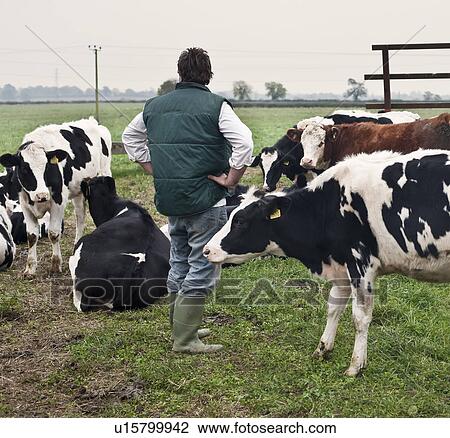 farmer with cows View Large Photo Image Stock Image - farmer with cows. Fotosearch