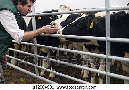 farmer with cows View Large Photo Image Stock Photography - farmer with cows. Fotosearch