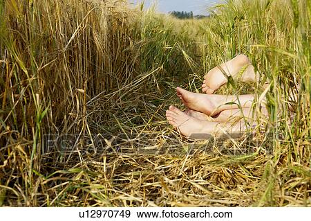 Feet sticking out from a wheat field View Large Photo Image Stock Photo - Feet sticking out from a wheat field. Fotosearch