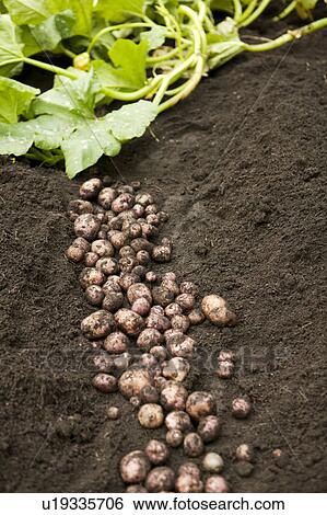 Stock Photograph - field with potatoes. Fotosearch