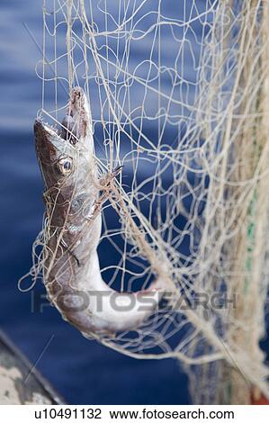 fish in netting View Large Photo Image Stock Image - fish in netting. Fotosearch