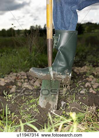 Foot on shovel View Large Photo Image Picture - Foot on shovel. Fotosearch