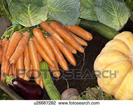 Stock Image - Fresh vegetables. Fotosearch