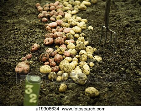 Picture - Freshly harvested potatoes on the soil. Fotosearch