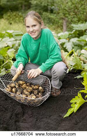 Picture - Girl with harvest potatoes in a field. Fotosearch