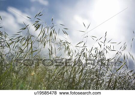 Grass with sky View Large Photo Image Stock Photo - Grass with sky. Fotosearch