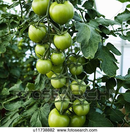 Stock Image - Green tomatoes growing on the stem. Fotosearch