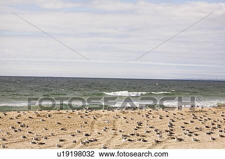 Stock Image - Gulls on a sandy beach. Fotosearch