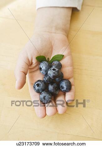 Hand holding Blueberries View Large Photo Image Stock Photo - Hand holding Blueberries. Fotosearch