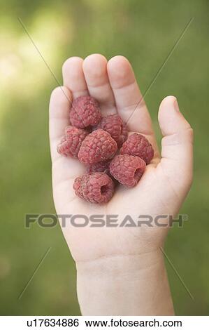 Stock Photograph - Hand holding Raspberries. Fotosearch