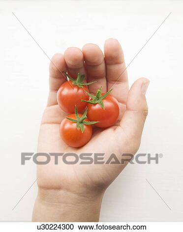 Stock Image - Hand holding tomatoes. Fotosearch