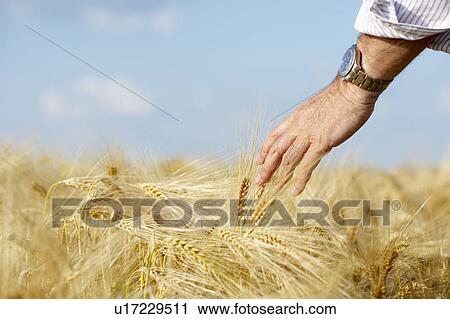 Stock Image - Hand of a man caressing the wheat field. Fotosearch