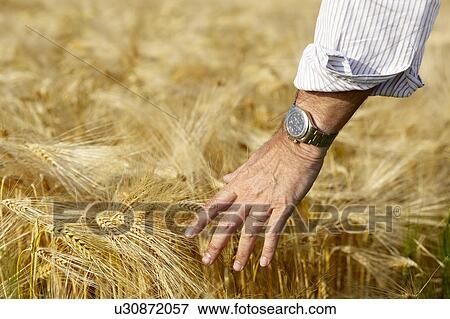 Stock Photo - Hand of a man caressing the wheat field. Fotosearch