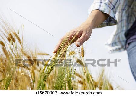 Hand of a woman caressing wheat field View Large Photo Image Stock Image - Hand of a woman caressing wheat field. Fotosearch