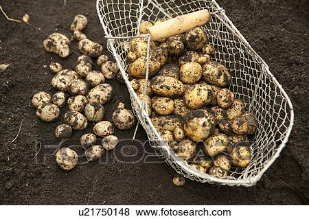 harvest potatoes View Large Photo Image Stock Photo - harvest potatoes. Fotosearch