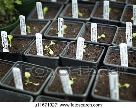 Little saplings in pots View Large Photo Image Stock Photo - Little saplings in pots. Fotosearch