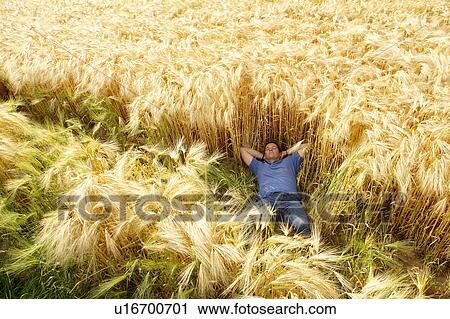 Man laying down in a wheat field View Large Photo Image Stock Image - Man laying down in a wheat field. Fotosearch