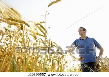 Stock Photo - Man standing in a wheat field. Fotosearch