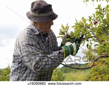 Stock Image - Man tending tree. Fotosearch