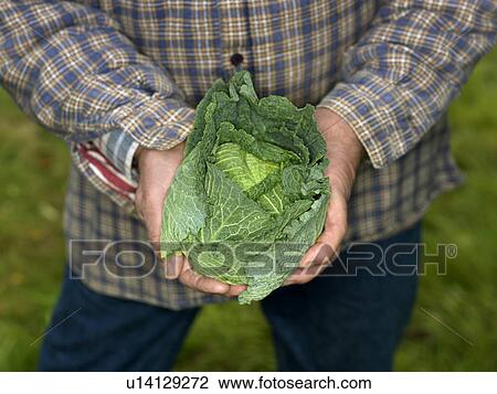 Man with cabbage head View Large Photo Image Stock Image - Man with cabbage head. Fotosearch