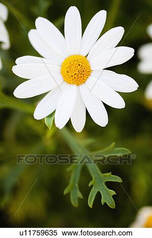 Stock Photography - marguerite. Fotosearch