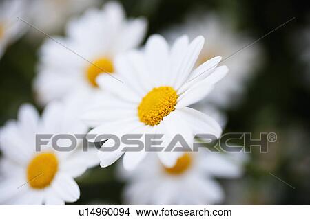 marguerites View Large Photo Image Picture - marguerites. Fotosearch