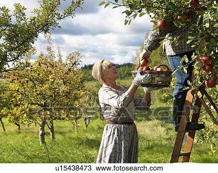 Stock Image - Mature couple picking apples. Fotosearch
