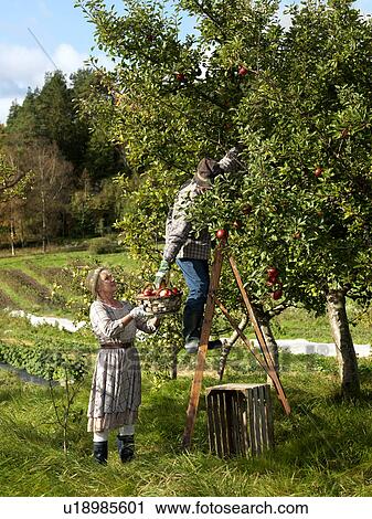 Mature couple picking apples View Large Photo Image Stock Image - Mature couple picking apples. Fotosearch