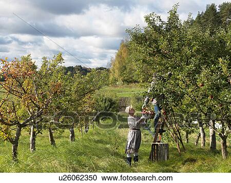 Stock Image - Mature couple picking apples. Fotosearch