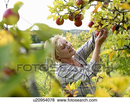 Mature woman picking apples View Large Photo Image Stock Photo - Mature woman picking apples. Fotosearch