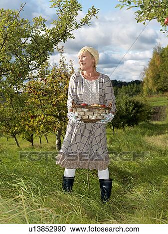 Mature woman with basket of apples View Large Photo Image Stock Image - Mature woman with basket of apples. Fotosearch