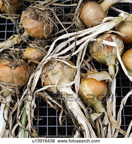 Stock Photo - Onions laid out on a metal grill. Fotosearch