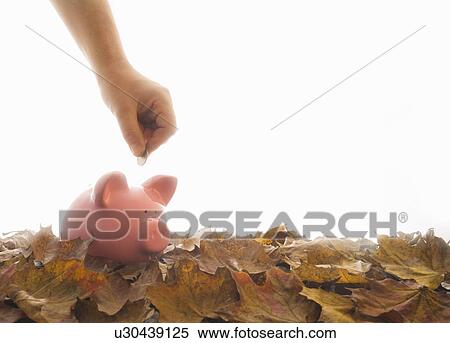Piggy bank on leaves with hand View Large Photo Image Stock Photography - Piggy bank on leaves with hand. Fotosearch
