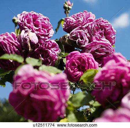 Picture - Pink flowers close up. Fotosearch