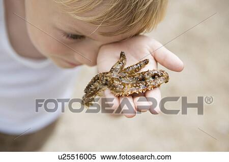 Stock Photography - Portrait of a boy with sea-asterisk. Fotosearch
