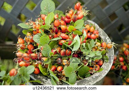 pot with rose hips View Large Photo Image Stock Image - pot with rose hips. Fotosearch