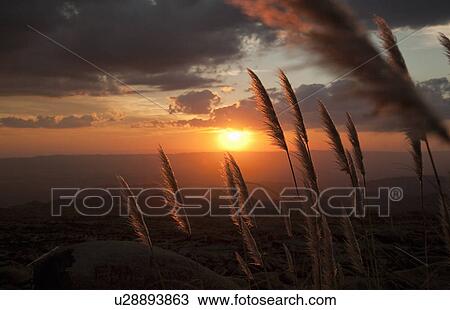Stock Image - reed grass lit by sunset. Fotosearch