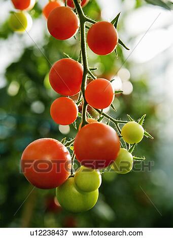 Ripening tomatoes on the stem View Large Photo Image Stock Photo - Ripening tomatoes on the stem. Fotosearch