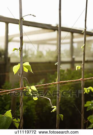 Stock Image - Runner bean stems. Fotosearch