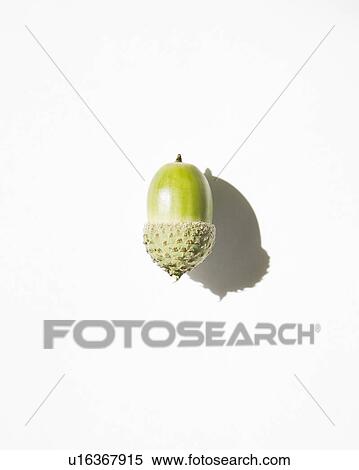 Single Acorn against white View Large Photo Image Stock Photography - Single Acorn against white. Fotosearch