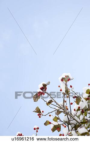 Stock Photograph - snow covered bush. Fotosearch
