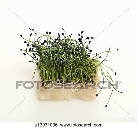 Some fresh cress View Large Photo Image Stock Photograph - Some fresh cress. Fotosearch