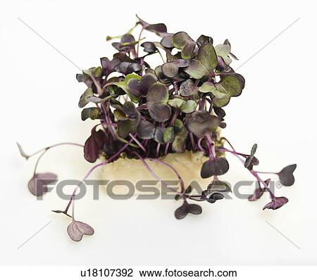 Some fresh watercress View Large Photo Image Stock Image - Some fresh watercress. Fotosearch