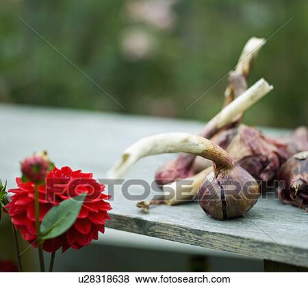 Stock Photo - Some onions and a red Dahlia flower. Fotosearch