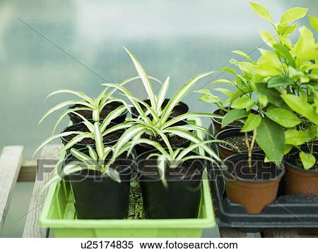 Stock Photography - Some potted spider plants. Fotosearch