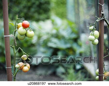 Some tomatoes on tomato plants. View Large Photo Image Stock Photo - Some tomatoes on tomato plants.. Fotosearch